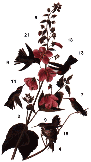 Hummingbirds