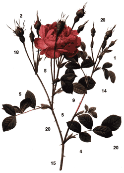 Roses